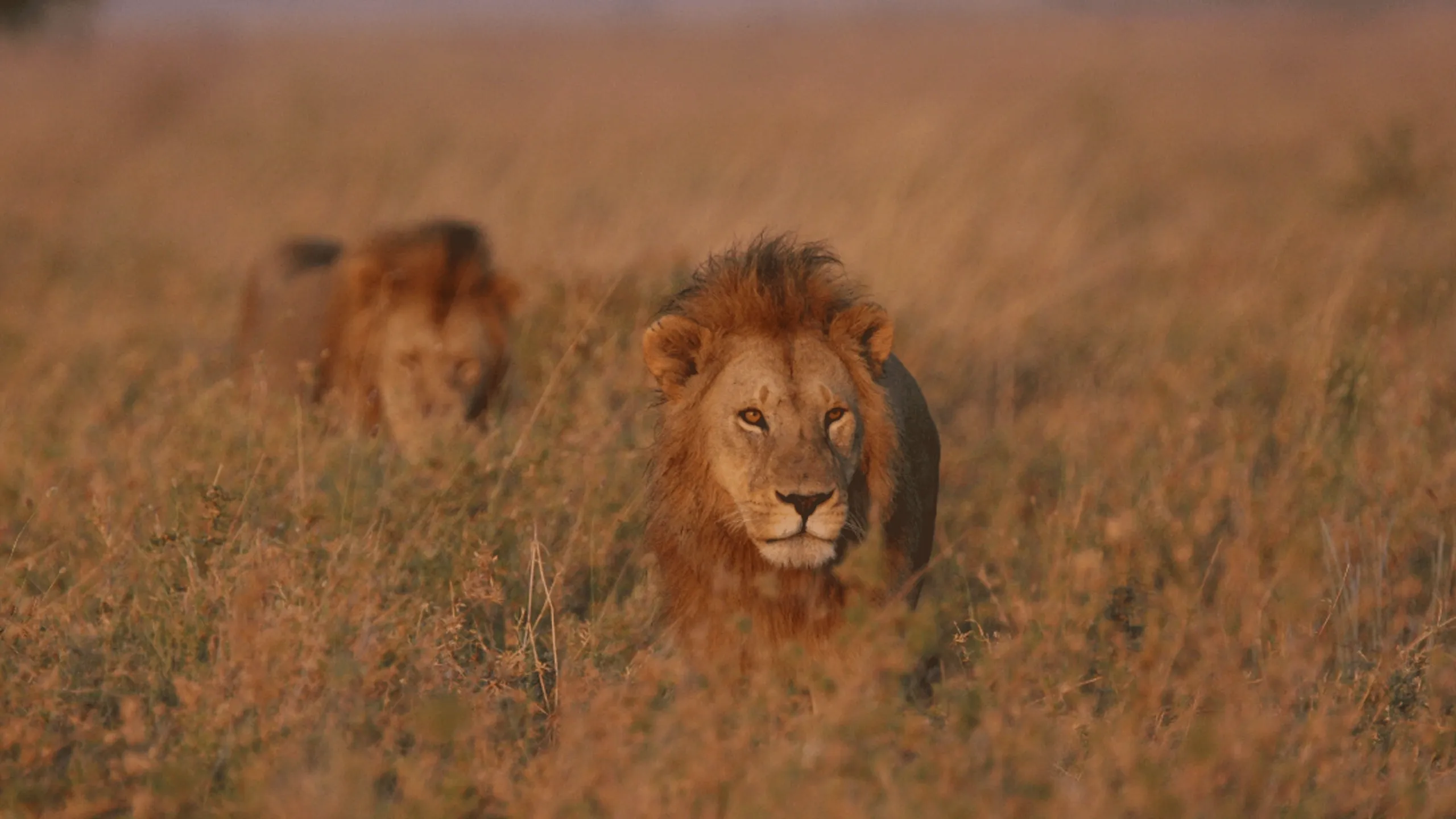 thumbnail - S1:E10 Super Pride