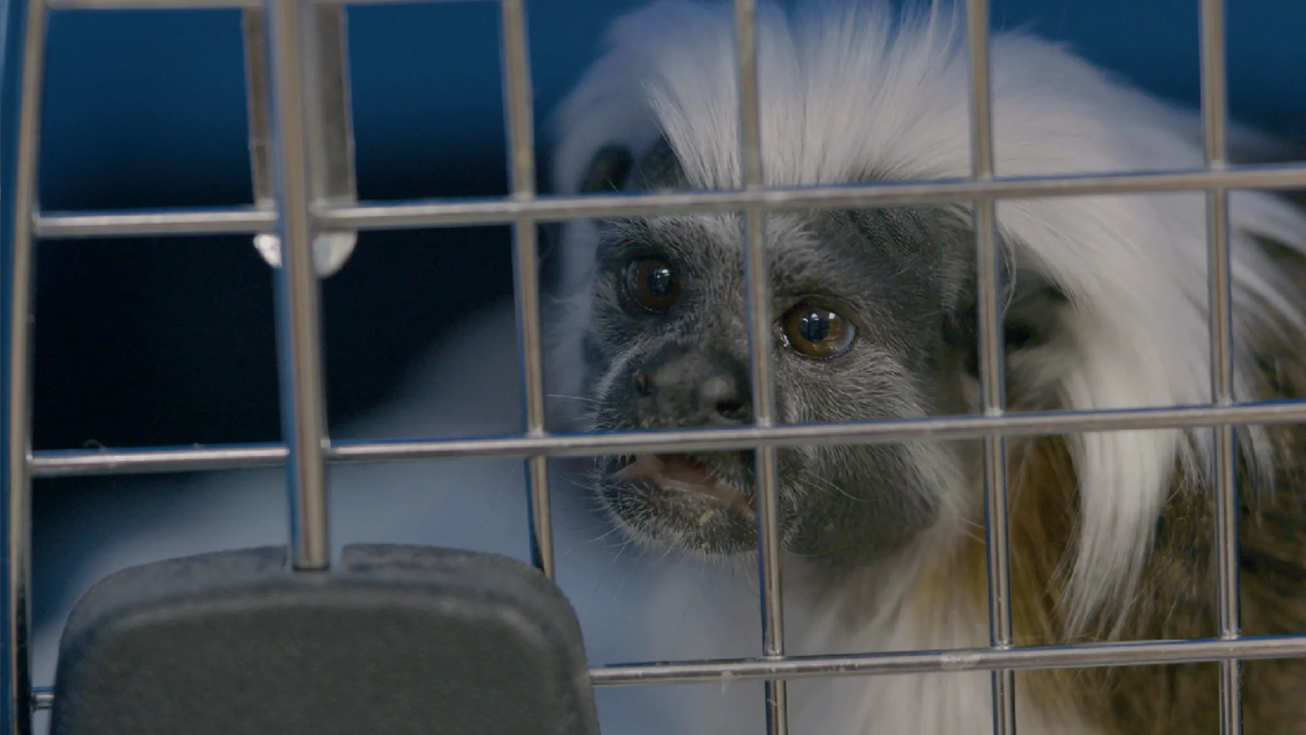 thumbnail - S8:E3 Monkey Do, Monkey Don't