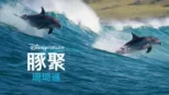 thumbnail - 豚聚珊瑚礁