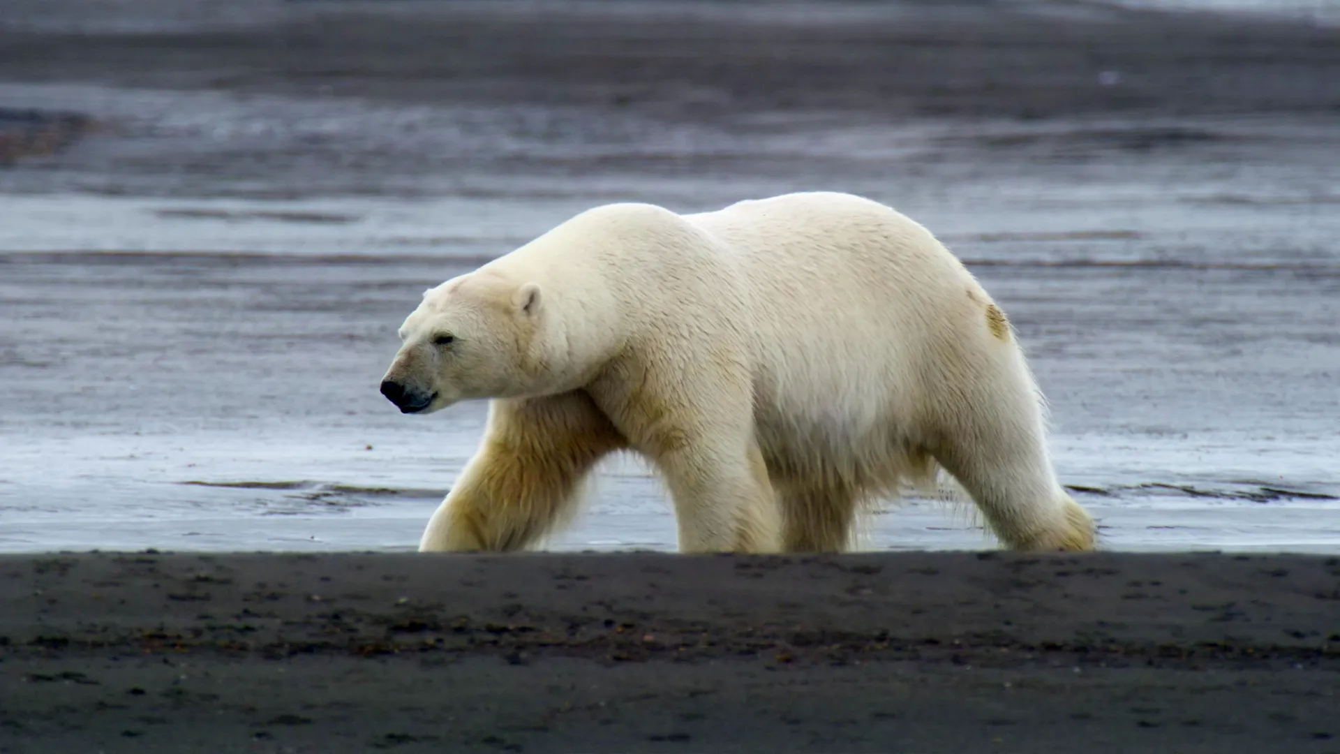 thumbnail - S1:E5 Kingdom of the Polar Bear