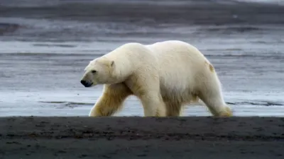 thumbnail - S1:E5 Kingdom of the Polar Bear