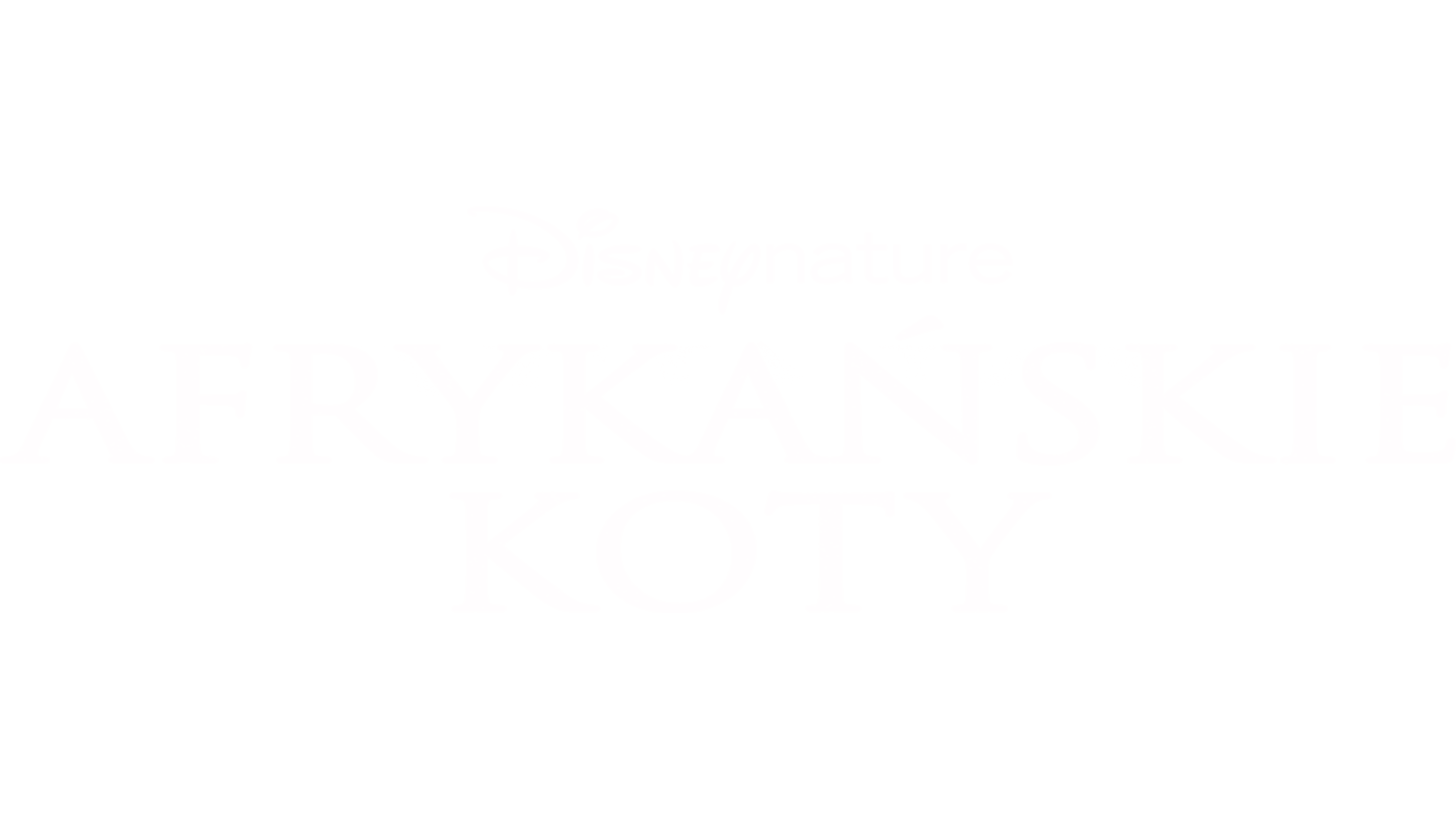 Afrykańskie koty