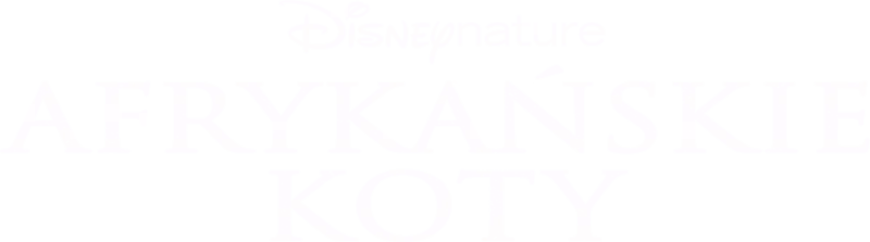 Afrykańskie koty