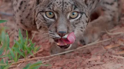 thumbnail - S1:E1 Breeding Season