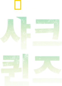 샤크 퀸즈