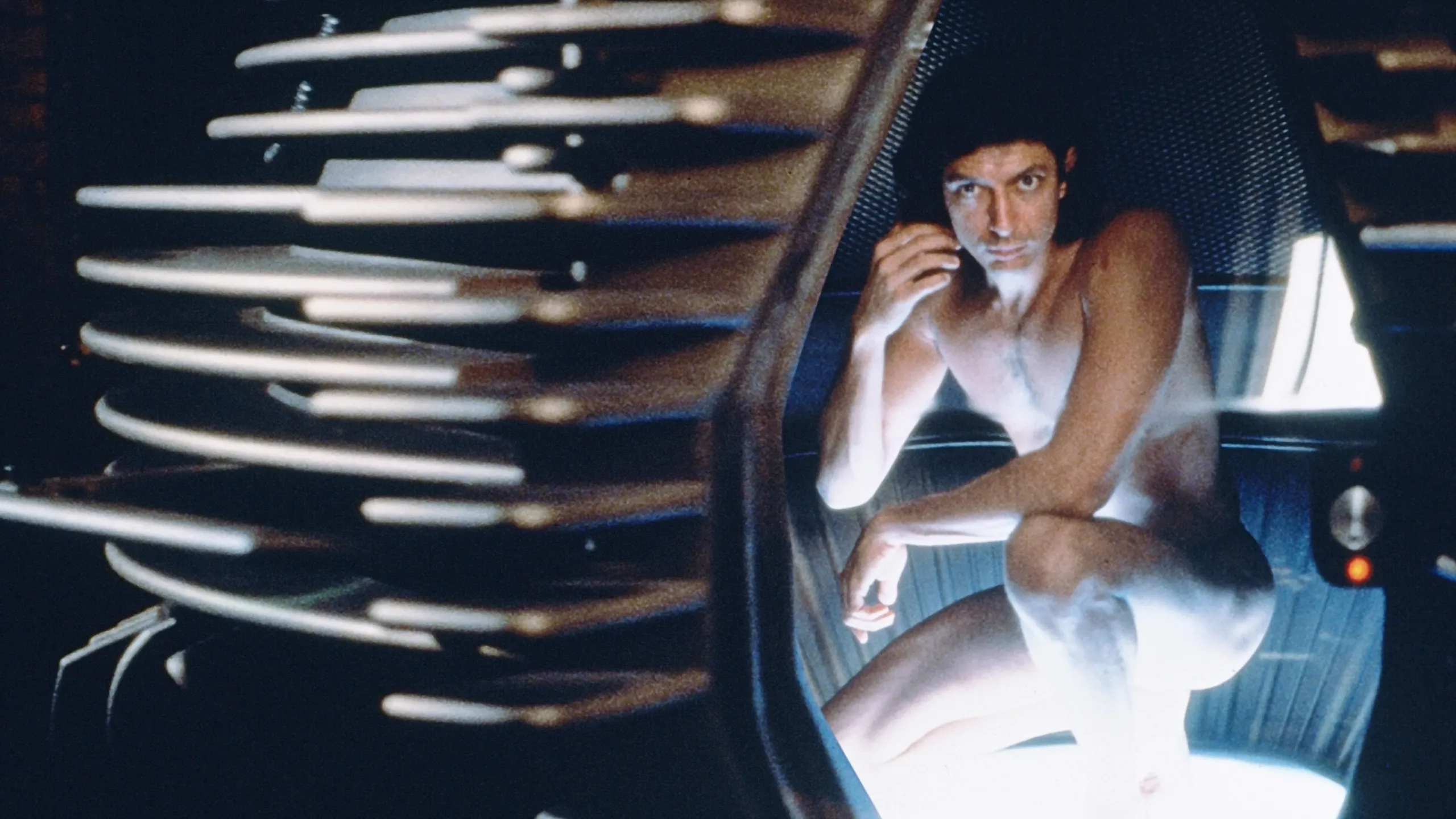 The Fly