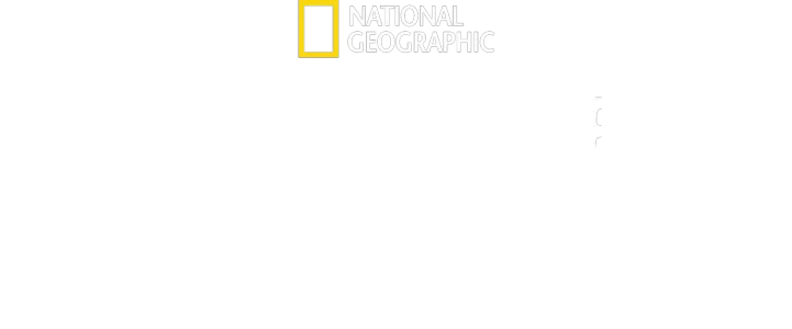 Meet The Chimps