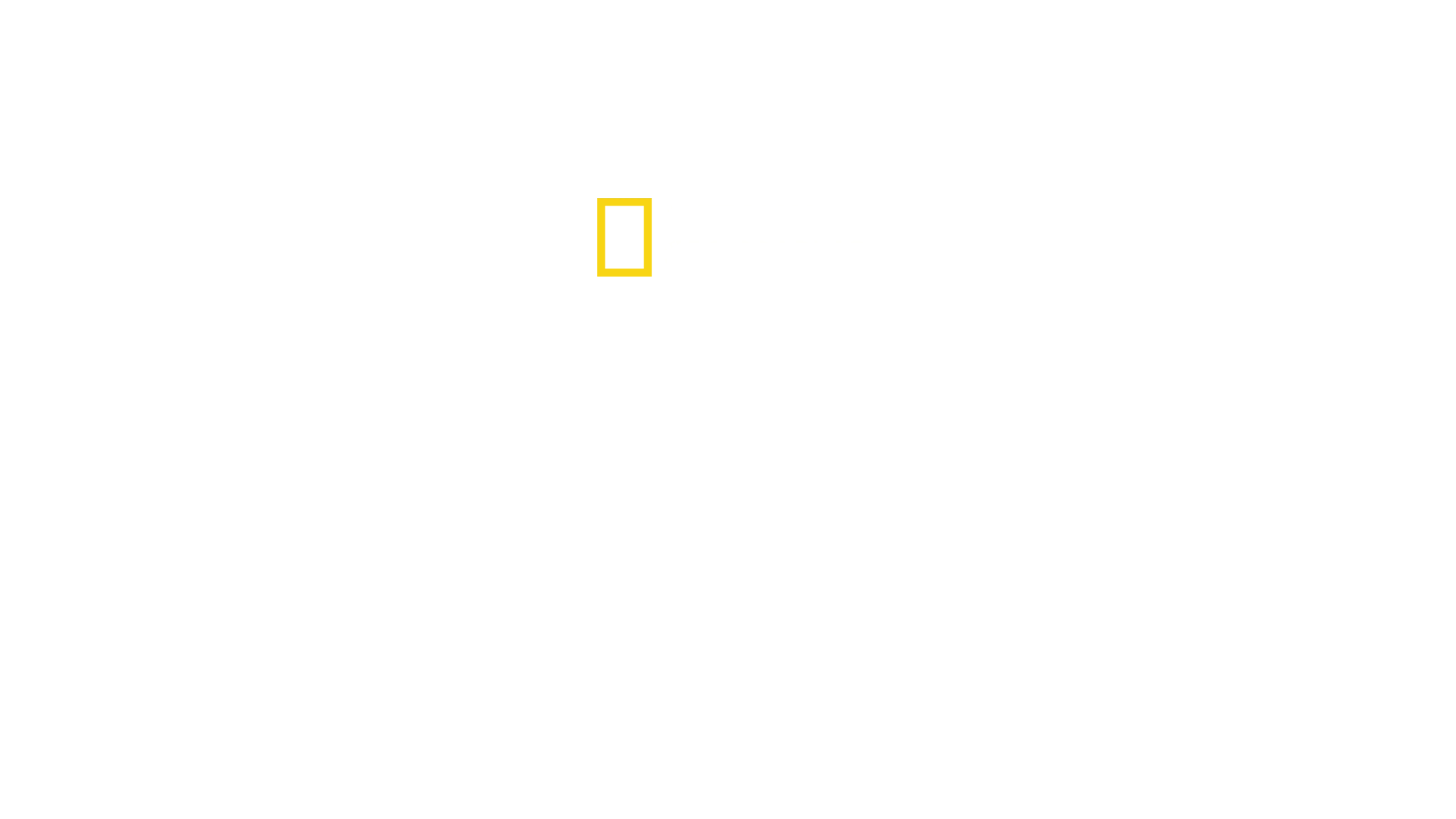 Wielkie uczty rekinów