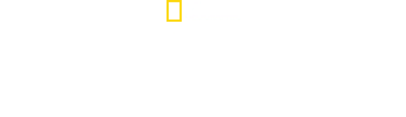 Wielkie uczty rekinów