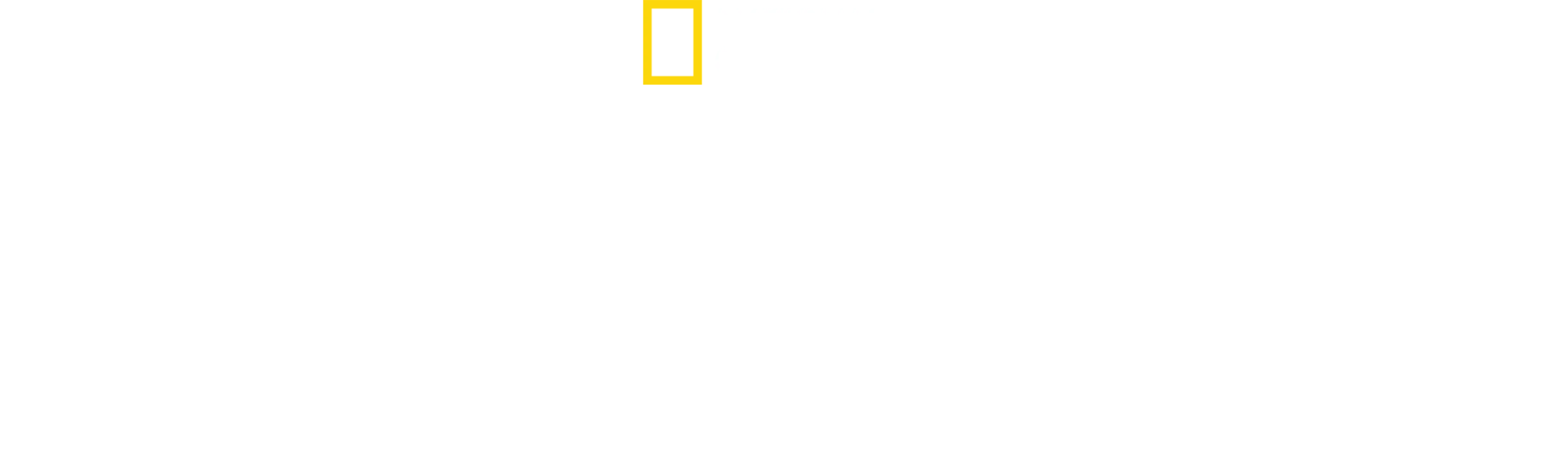 Wielkie uczty rekinów