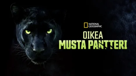 thumbnail - Oikea musta pantteri