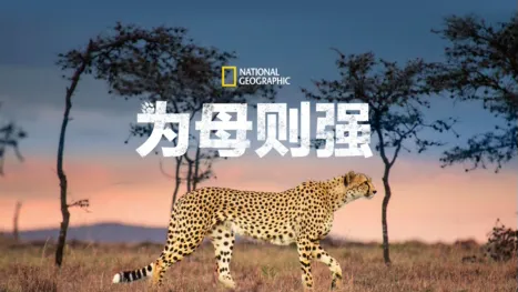 thumbnail - 为母则强