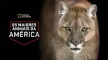 thumbnail - Os Maiores Animais da América