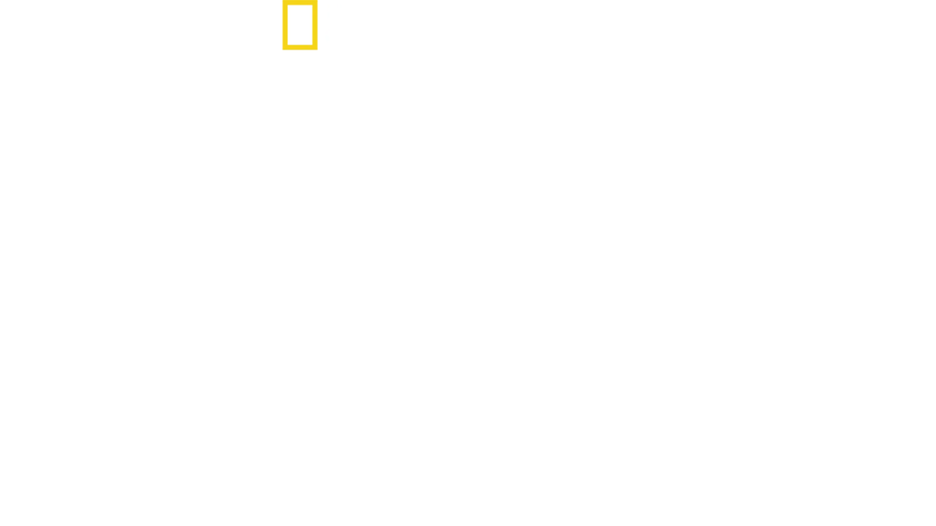 Squali Vs Balene