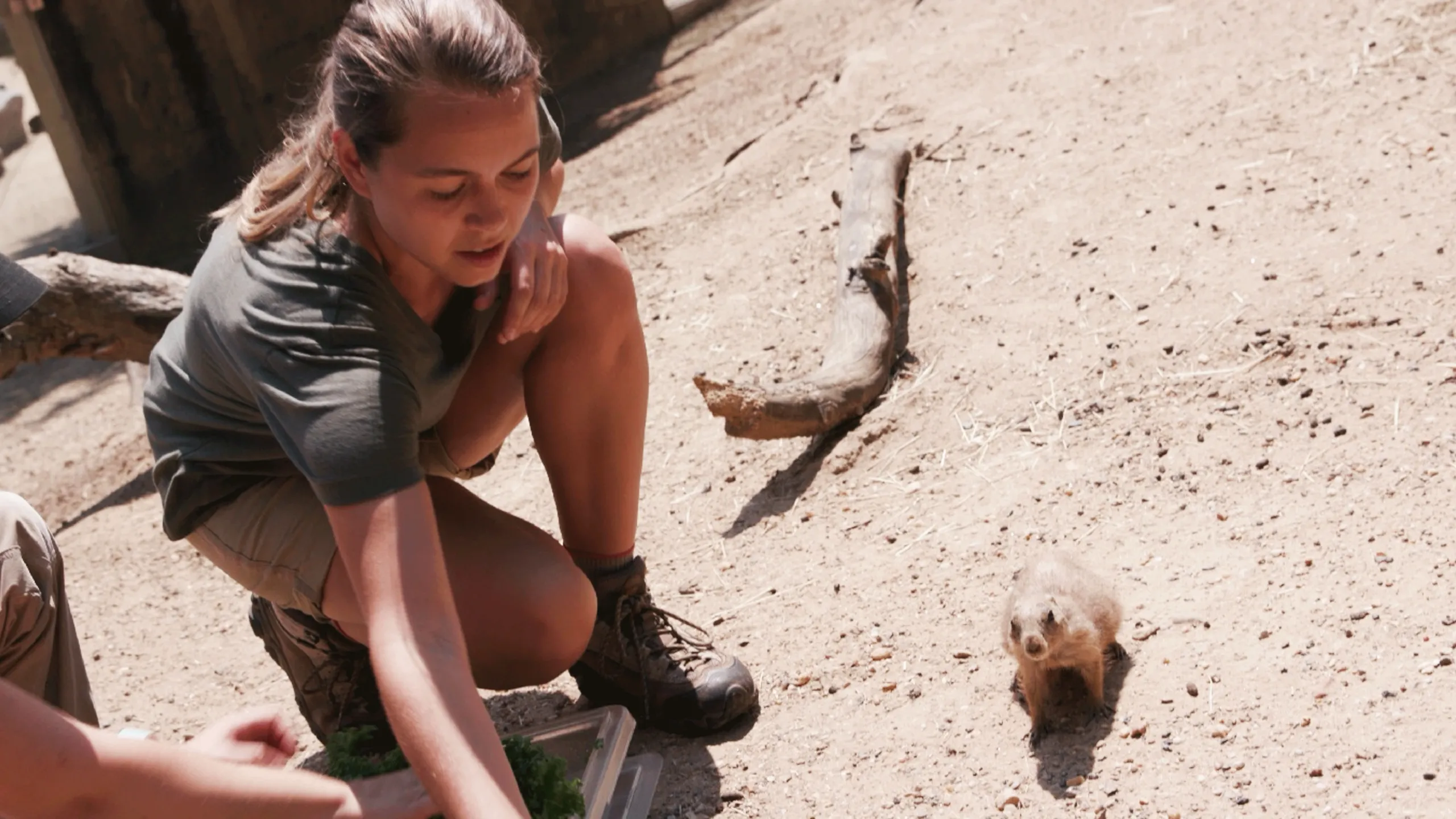 thumbnail - S1:E7 Cute And Cuddly Prairie Dogs