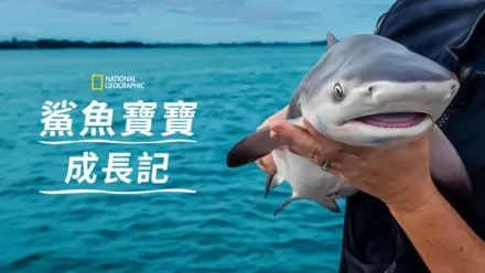thumbnail - 鯊魚寶寶成長記