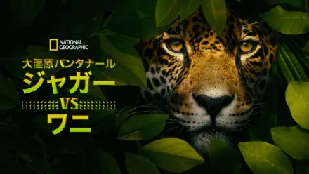 thumbnail - 大湿原パンタナール：ジャガー vs ワニ