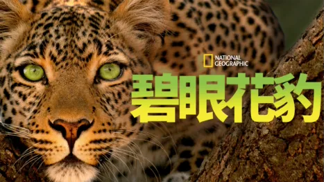 thumbnail - 碧眼花豹