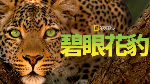 thumbnail - 碧眼花豹