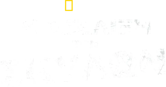 Η Εξέλιξη των Σκύλων