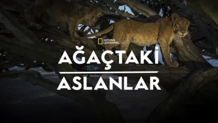 thumbnail - Ağaçtaki Aslanlar