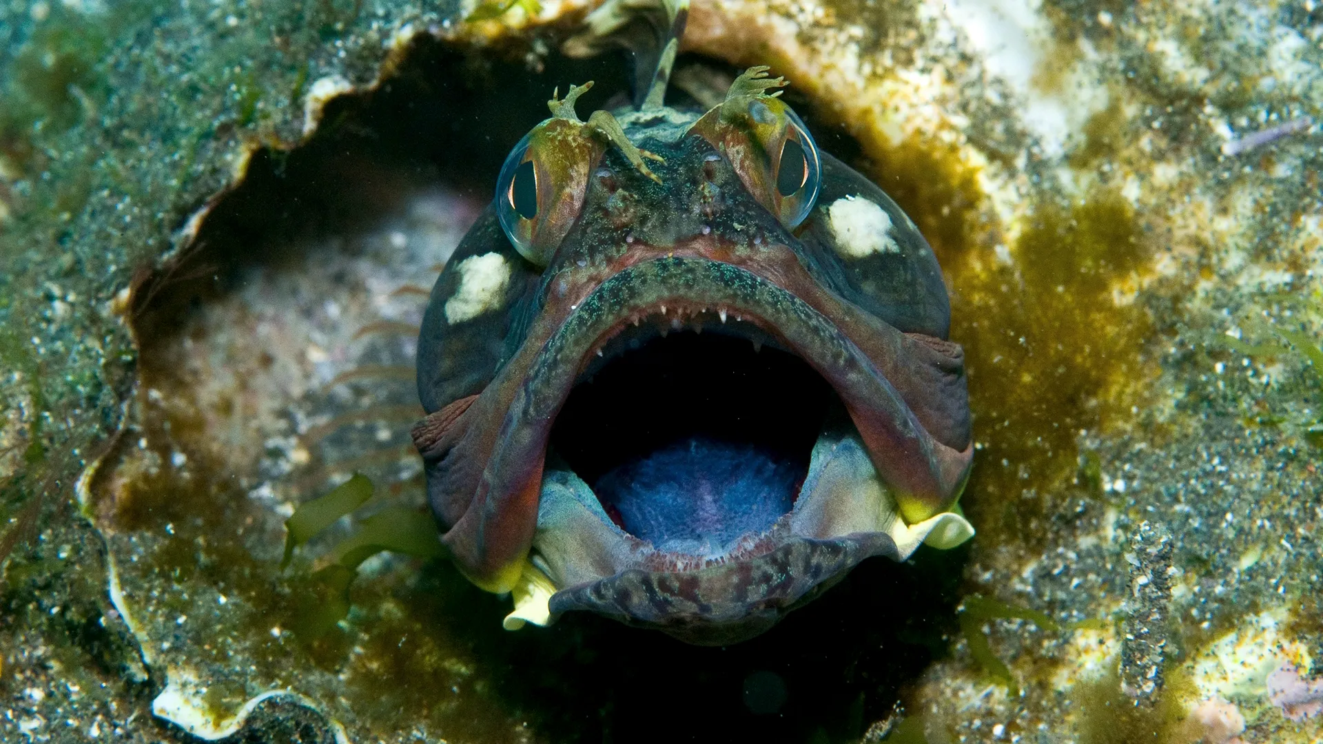 thumbnail - S1：第3話「ミュータント・ミスアドベンチャーズ」