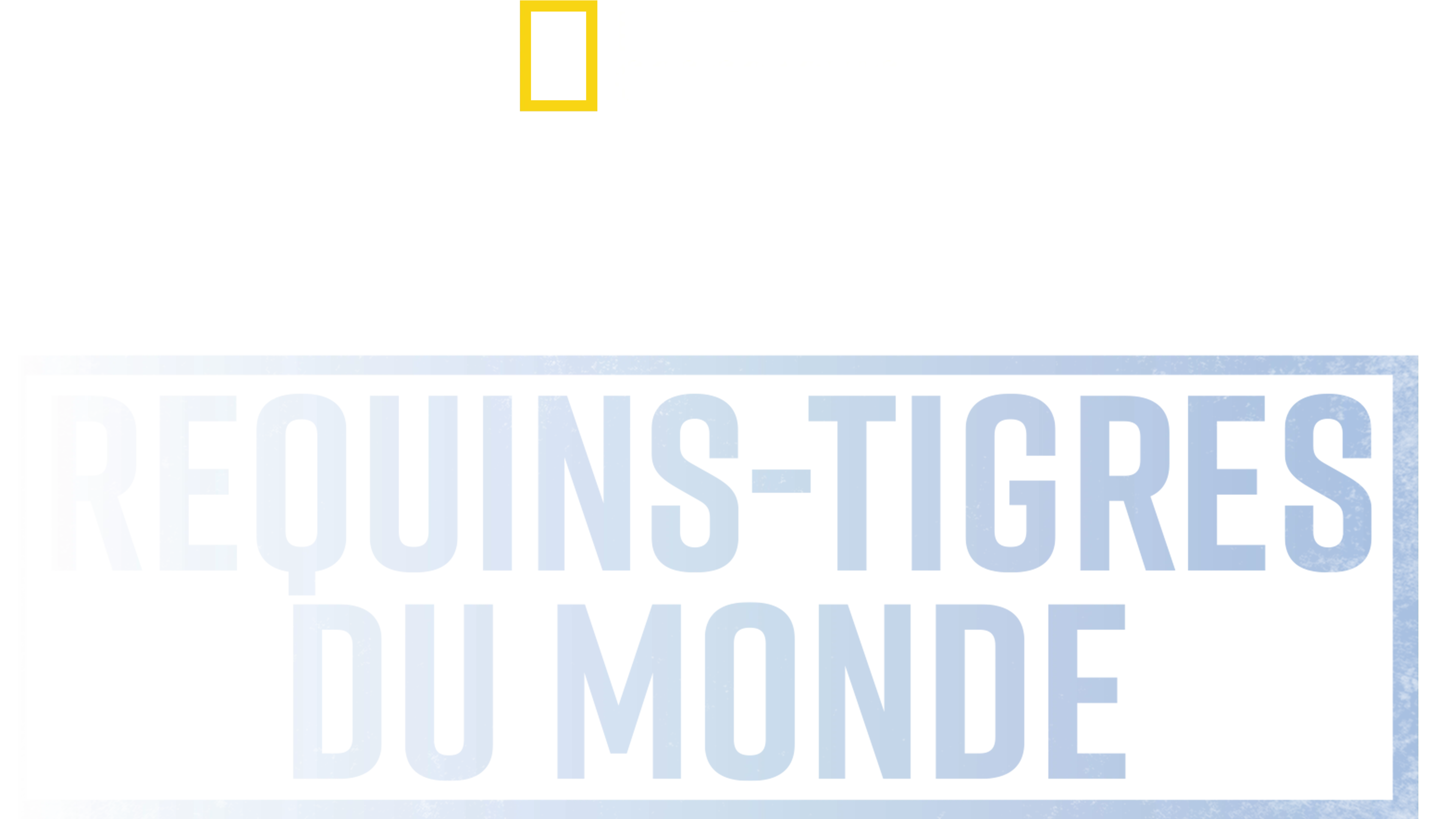 Les requins-tigres géants