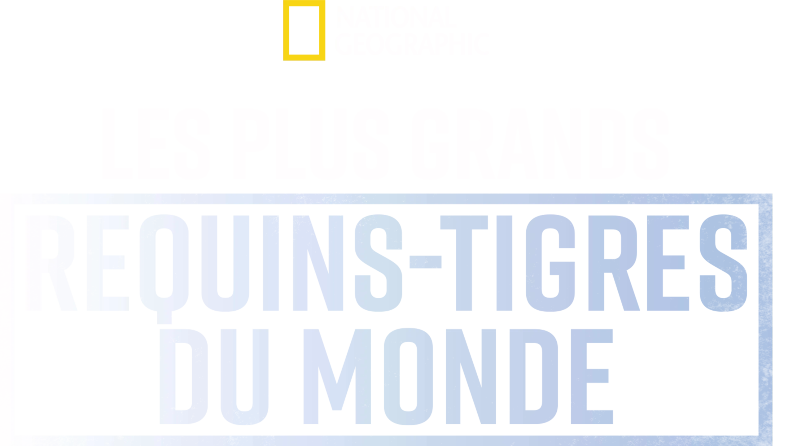 Les requins-tigres géants