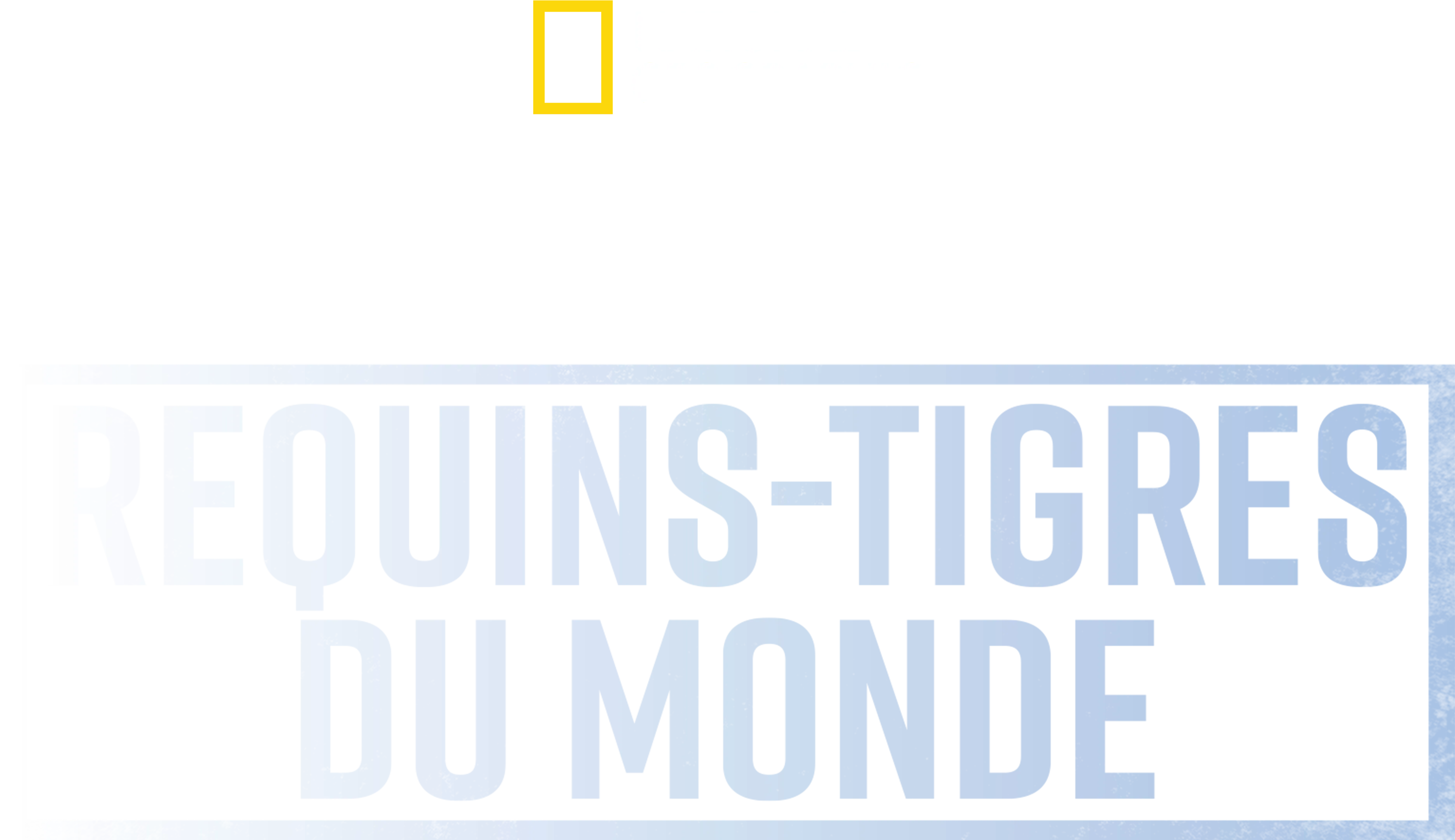 Les requins-tigres géants