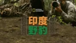 thumbnail - 印度野豹