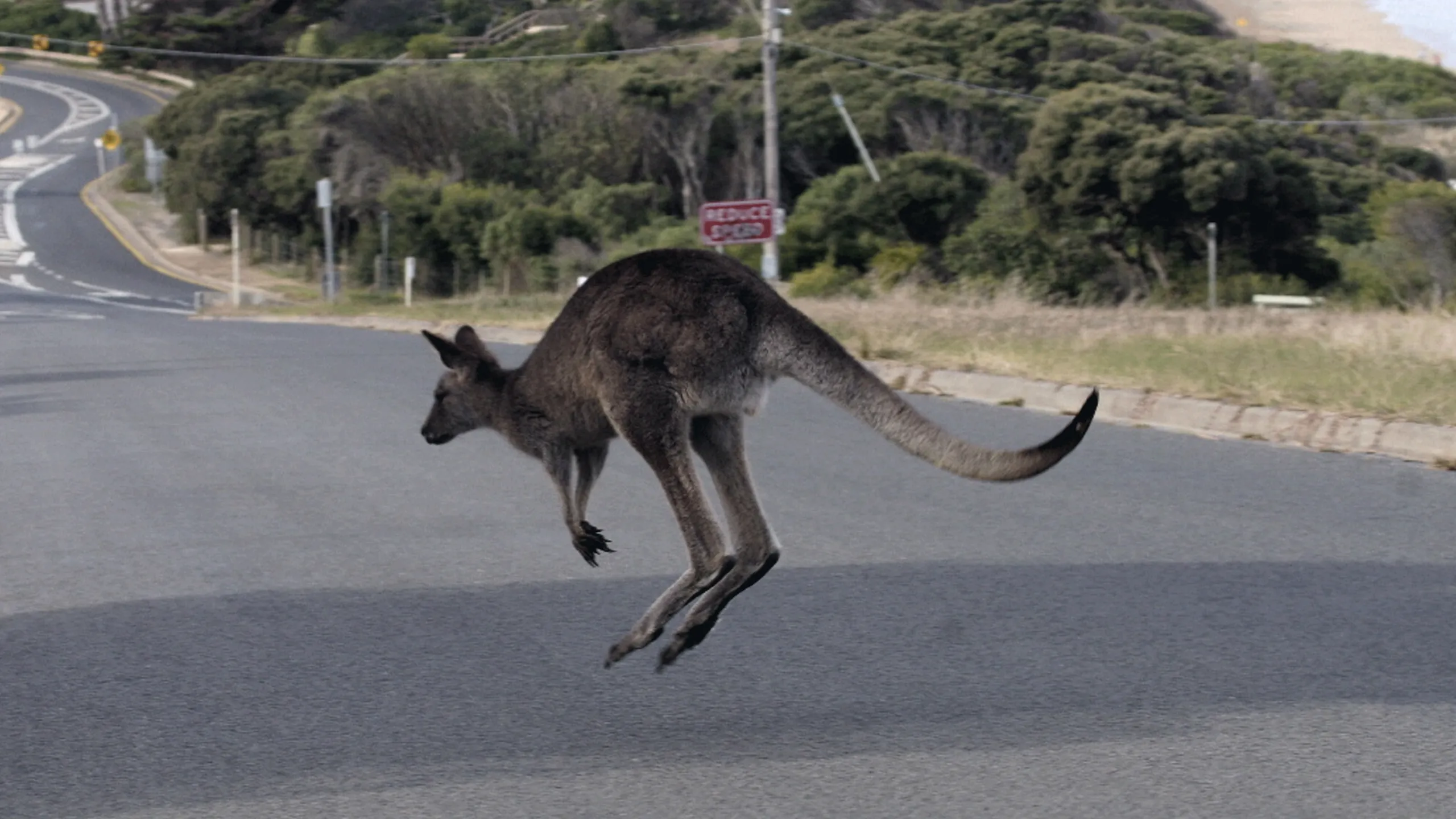 thumbnail - S1:E6 Kangaroo Kaos