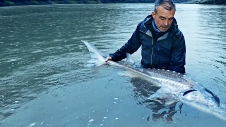 Last of the Giants: Wild Fish