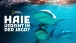 thumbnail - Haie - Vereint in der Jagd?