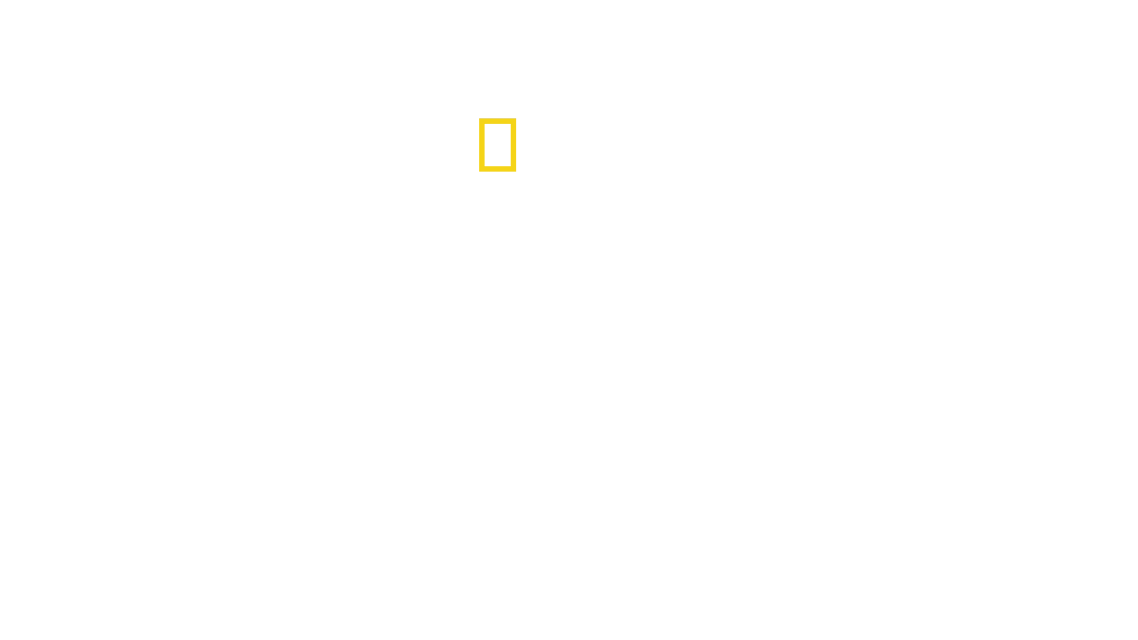 Boğa Köpekbalıkları Çekiç Başlı Köpekbalıklarına Karşı