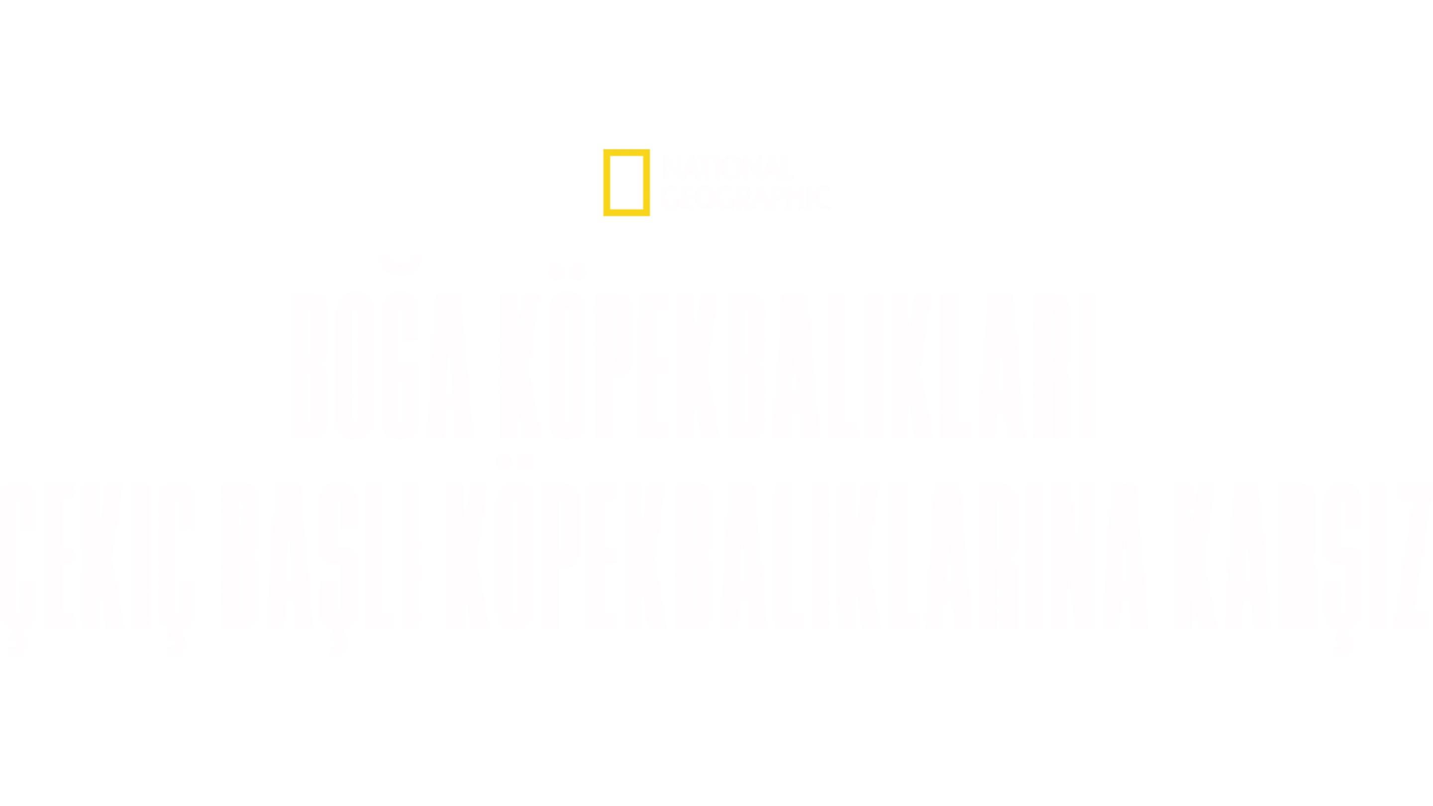 Boğa Köpekbalıkları Çekiç Başlı Köpekbalıklarına Karşı