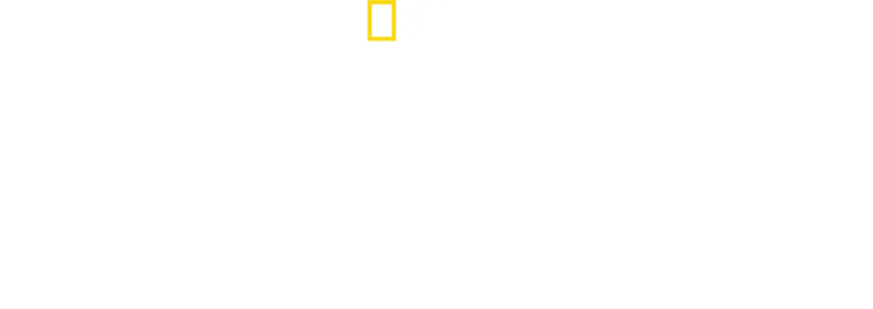 Boğa Köpekbalıkları Çekiç Başlı Köpekbalıklarına Karşı