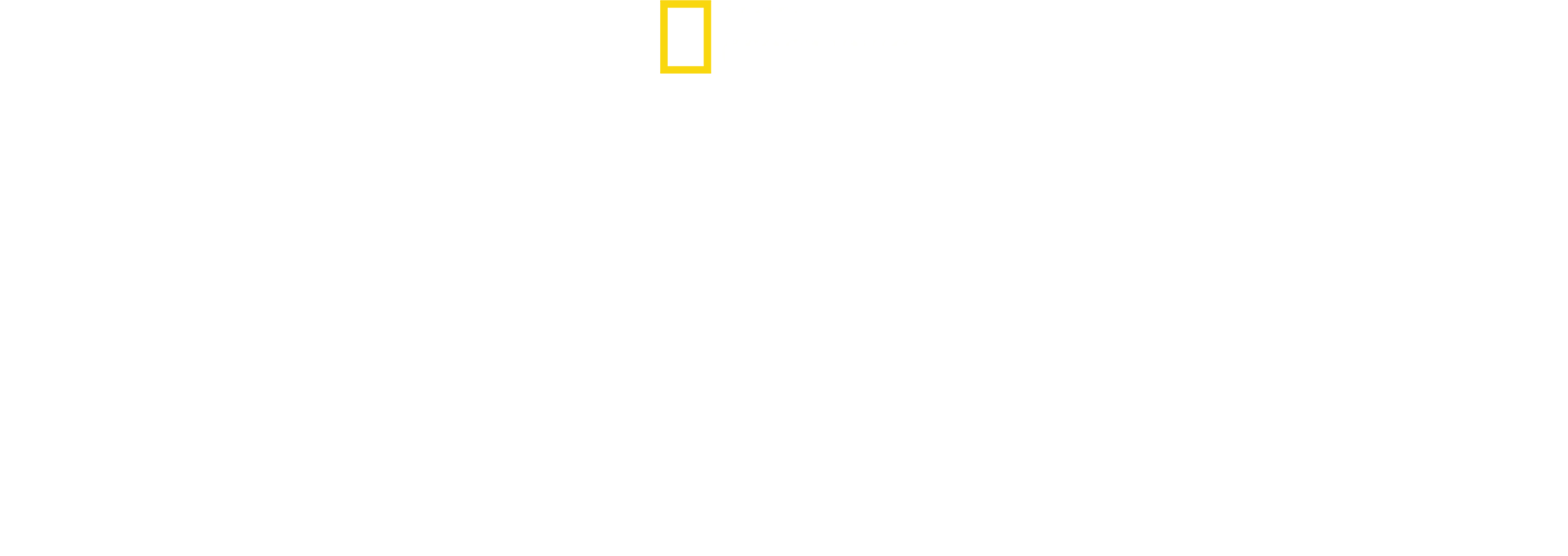 Boğa Köpekbalıkları Çekiç Başlı Köpekbalıklarına Karşı