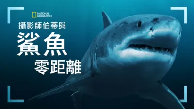 攝影師伯蒂與鯊魚零距離
