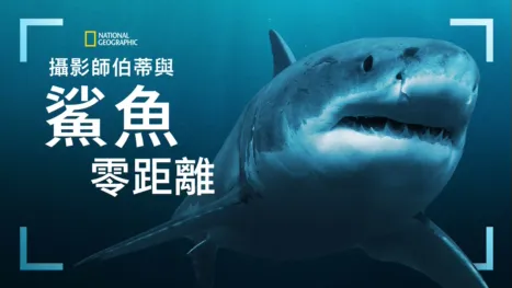 thumbnail - 攝影師伯蒂與鯊魚零距離