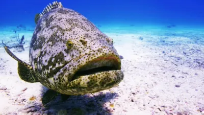 thumbnail - S1:E11 Finding The Giant Goliath Grouper