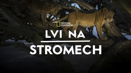 thumbnail - Lvi na stromech