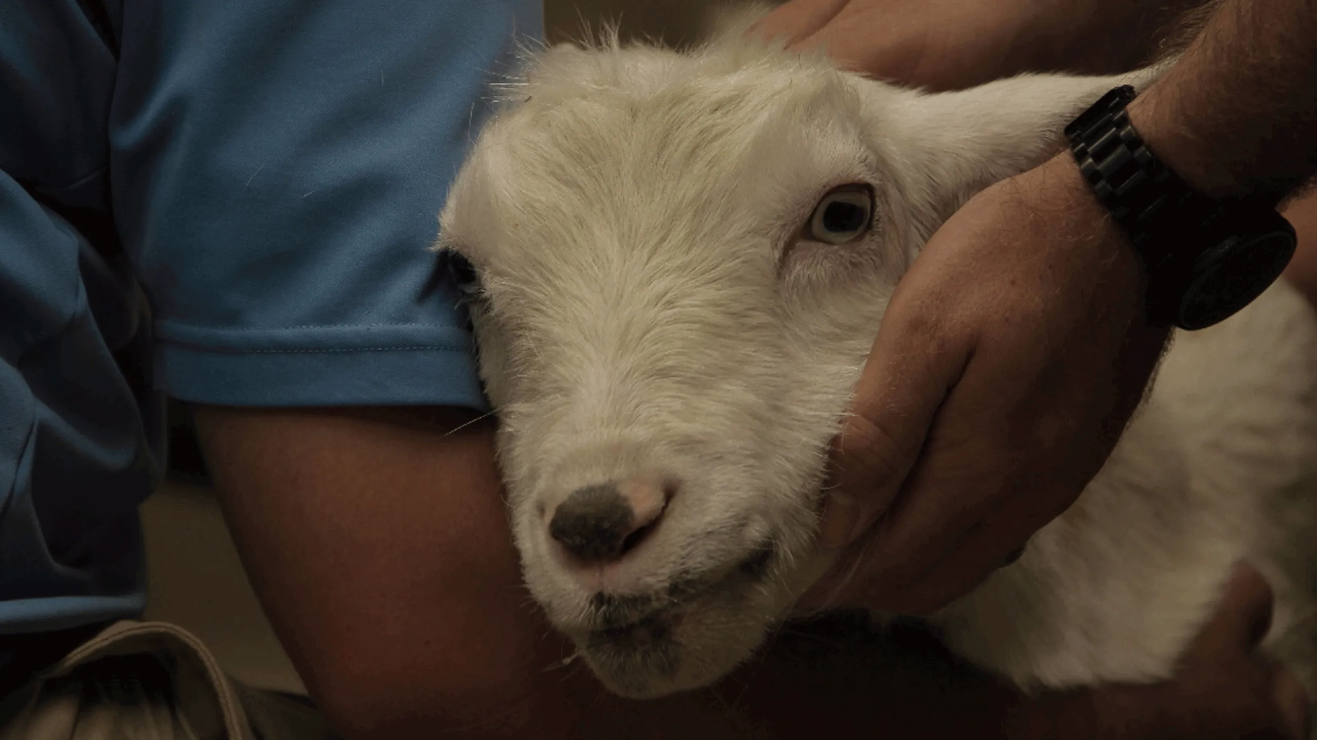 thumbnail - S2:E10 Baa-Baa-Bad Teeth