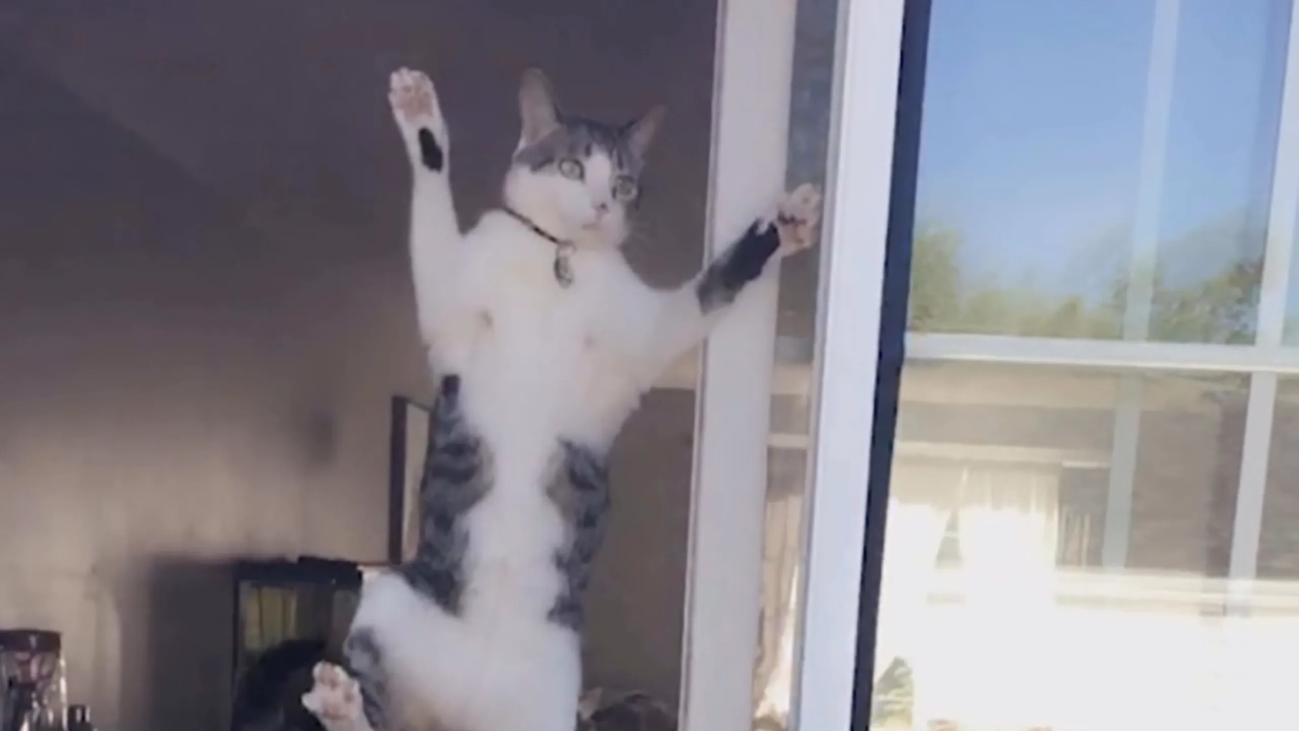 thumbnail - S2:E13 Apocalypse Meow