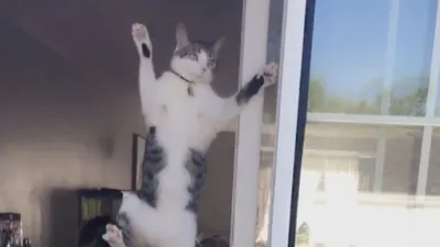 thumbnail - S2:E13 Apocalypse Meow