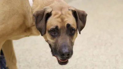 thumbnail - S1:E3 Fowl Play