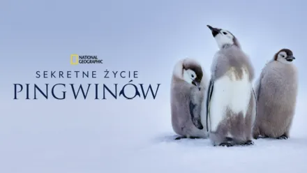 thumbnail - Sekretne życie pingwinów