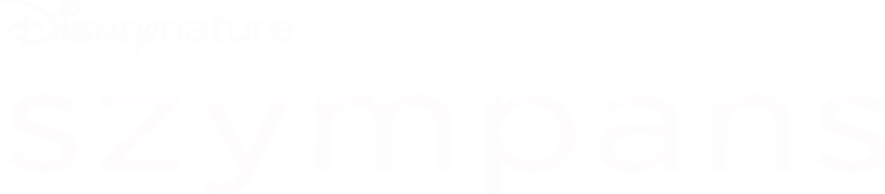 Szympans