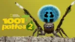 thumbnail - 1001 vraies pattes