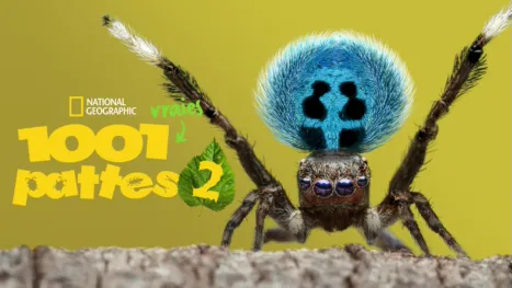 thumbnail - 1001 vraies pattes