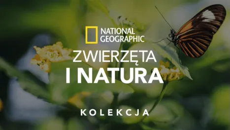 thumbnail - National Geographic – zwierzęta i natura
